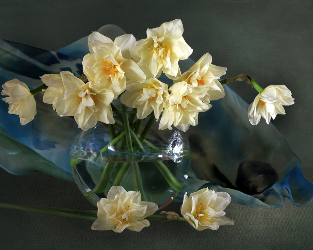 Желтый Нарцисс Уэльс