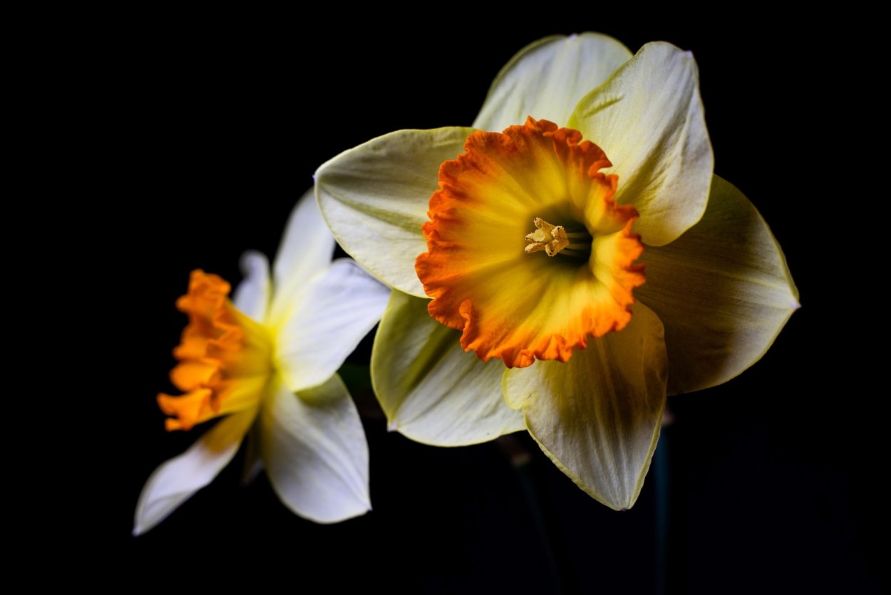 Поле нарциссов Женева