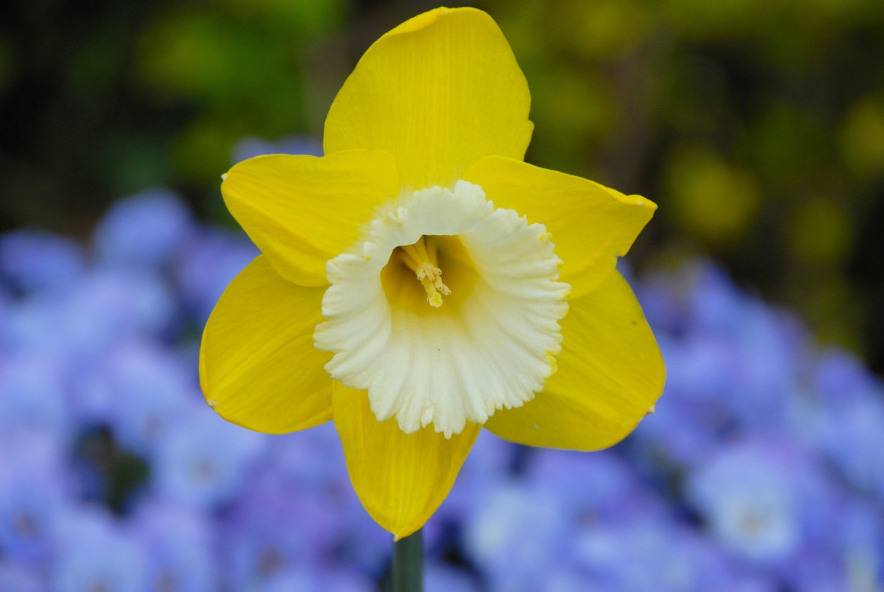 Ева Розенстанд нарциссы