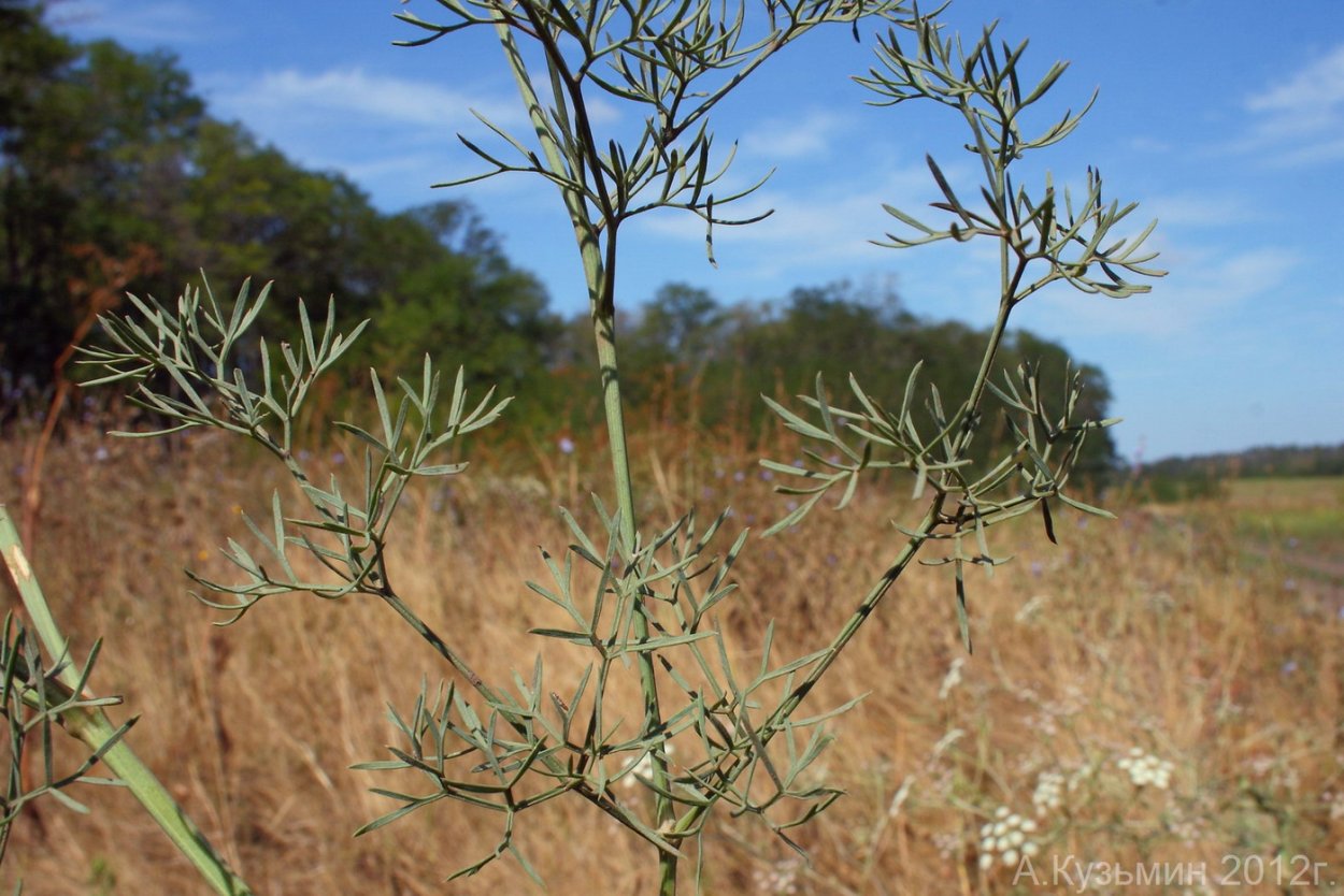 Борщевик Сосновского
