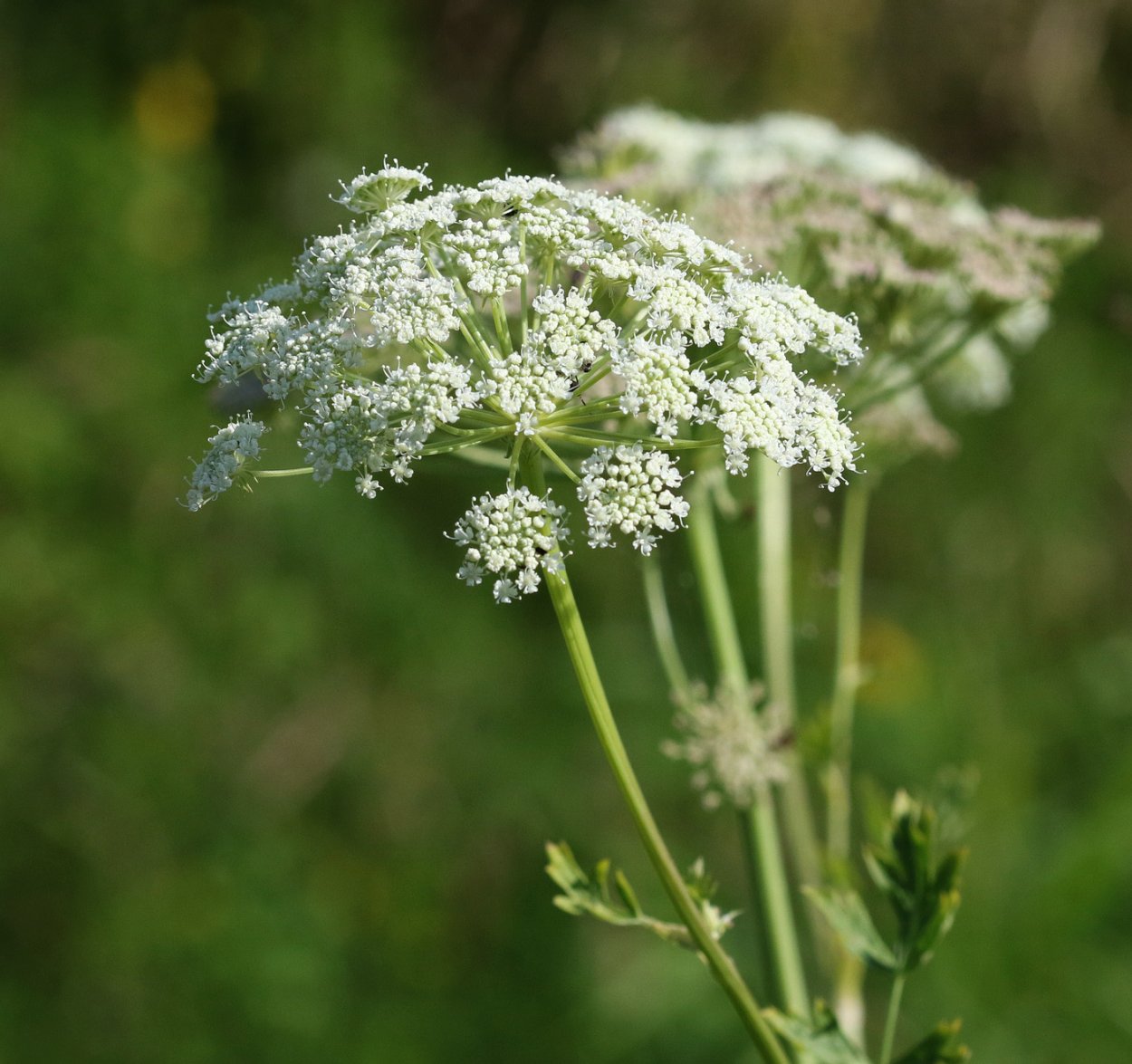Жабрица синеголовниковая