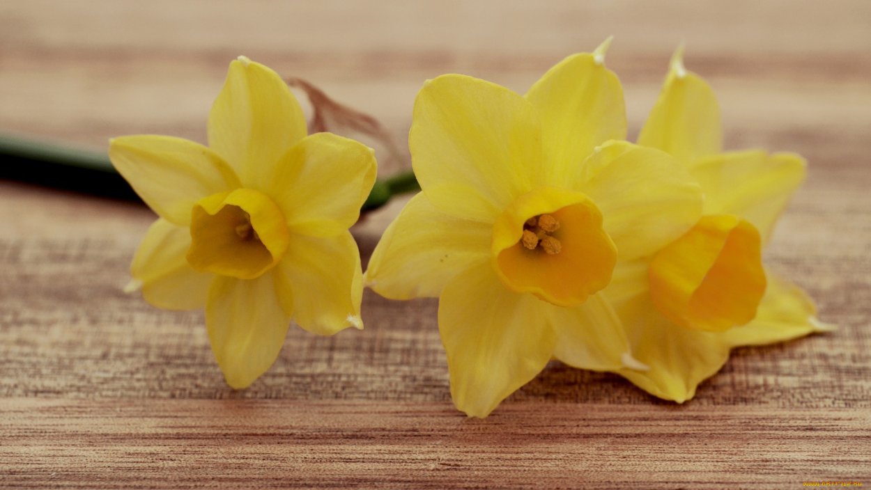 Финляндия растения Нарцисс