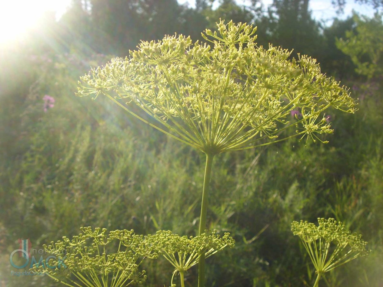 Зонтичные Жабрица