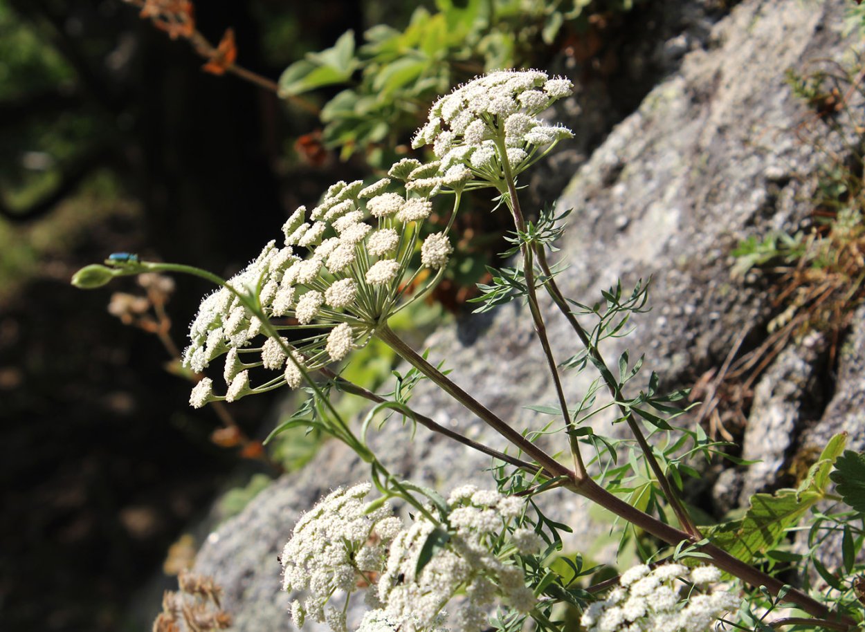 Жабрица Ледебура