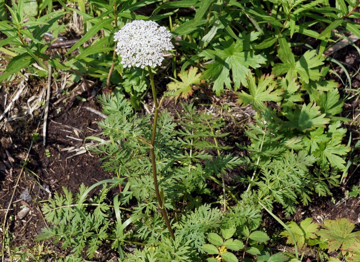 Жабрица Крылова