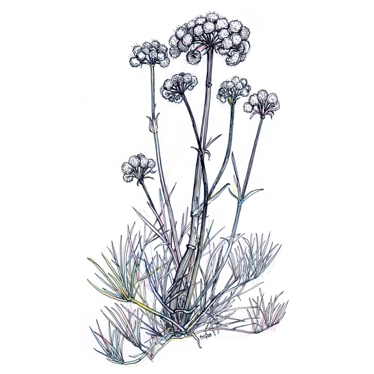 Дикая морковь зонтичные