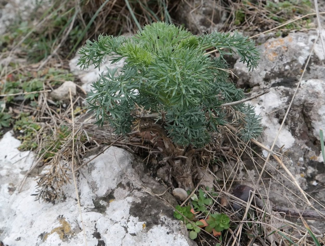 Трава Жабрица Понтийская