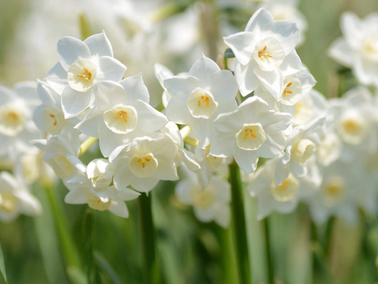 Нарцисс Рембрандт