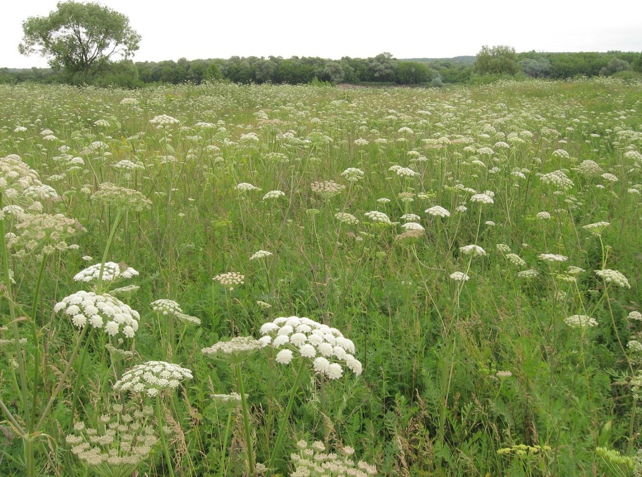 Жабрица синеголовниковая