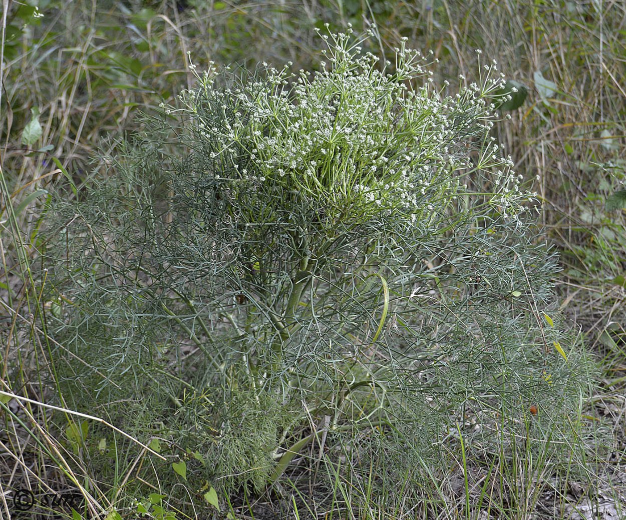Жабрица камеденосная