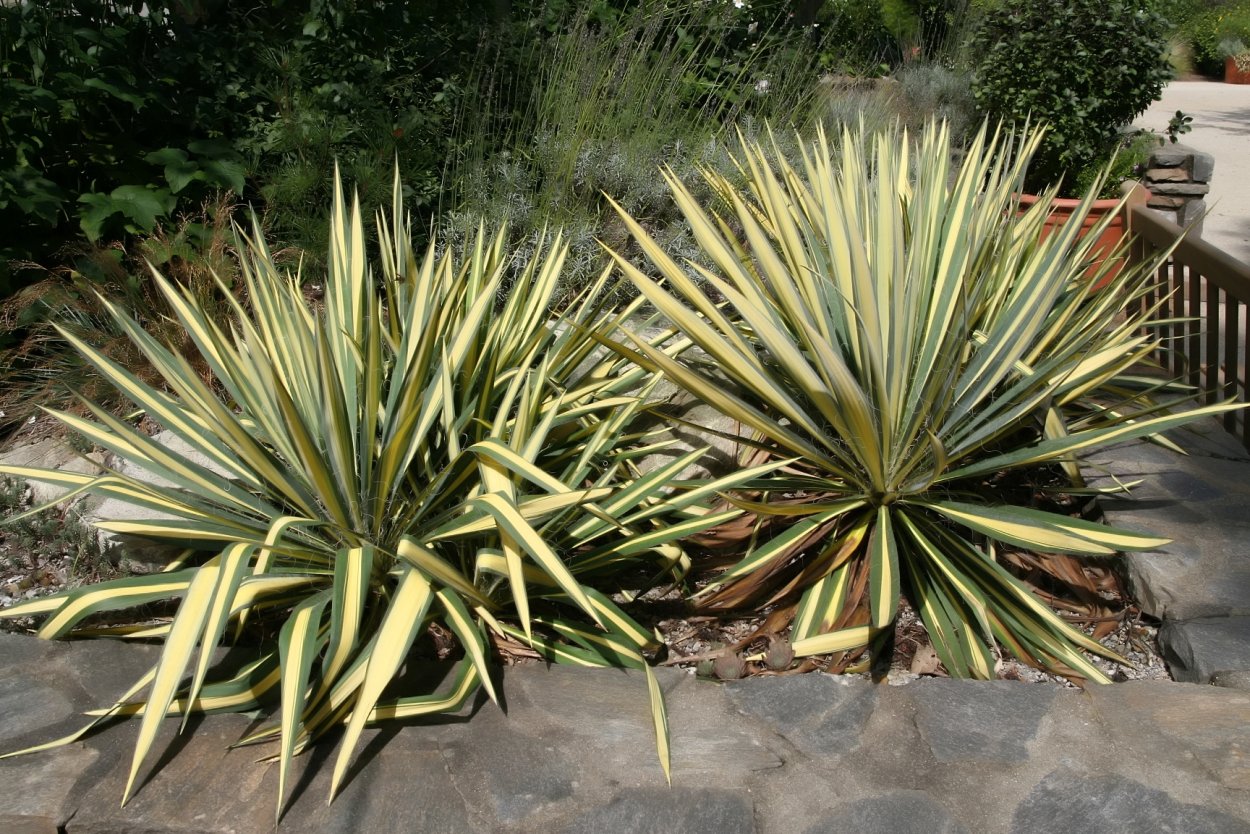 Юкка Yucca filamentosa