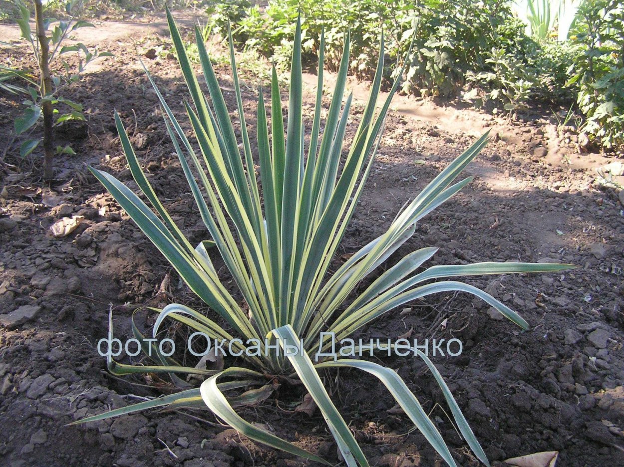 Yucca fil. Bright Edge