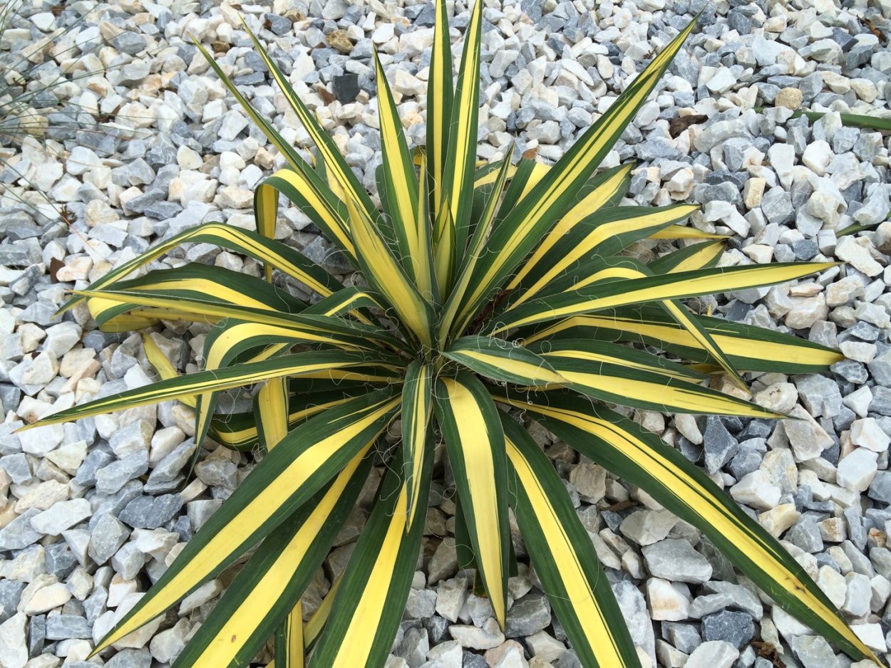 Юкка filamentosa 'Color Guard'