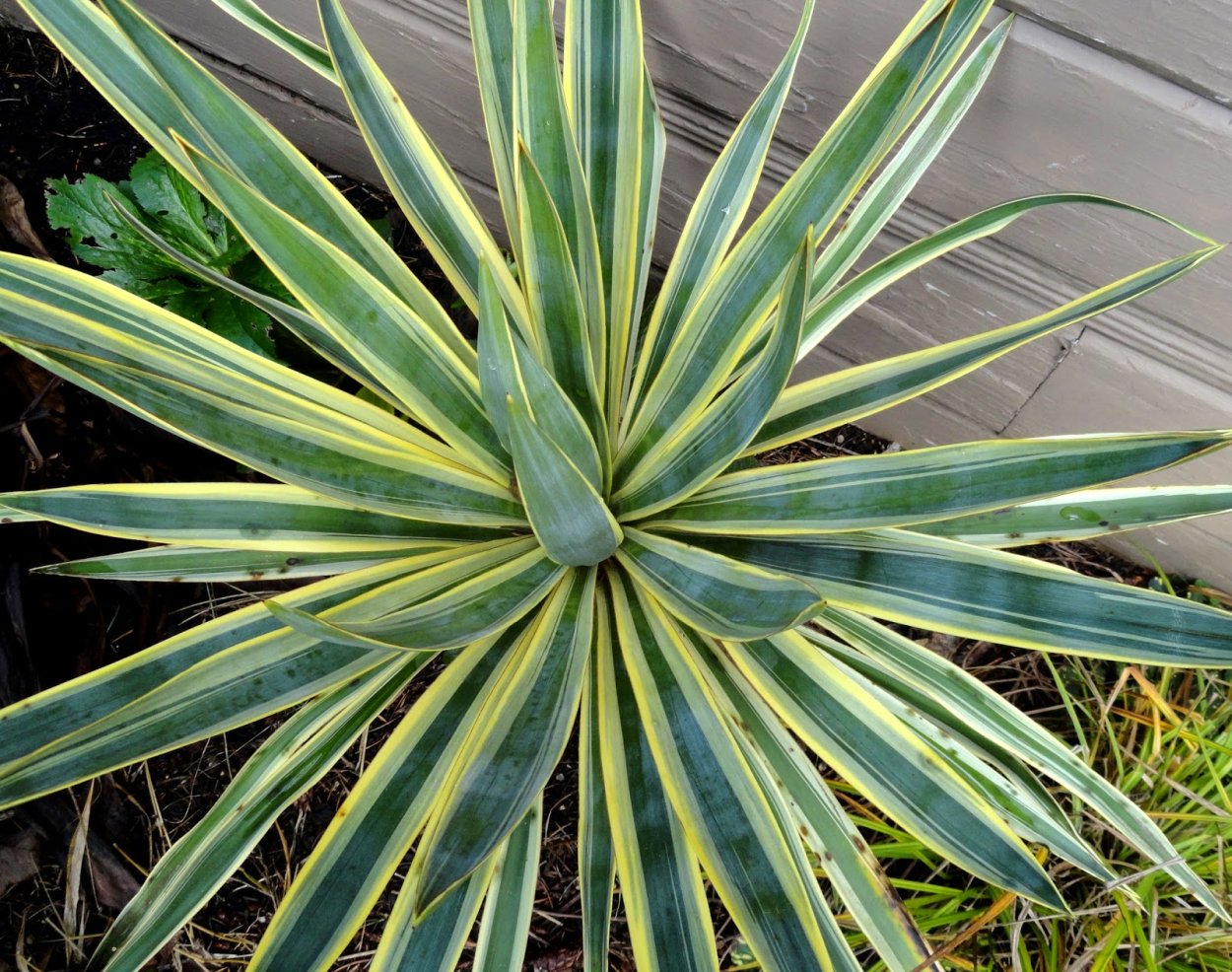 Цветок Юкка полосатый