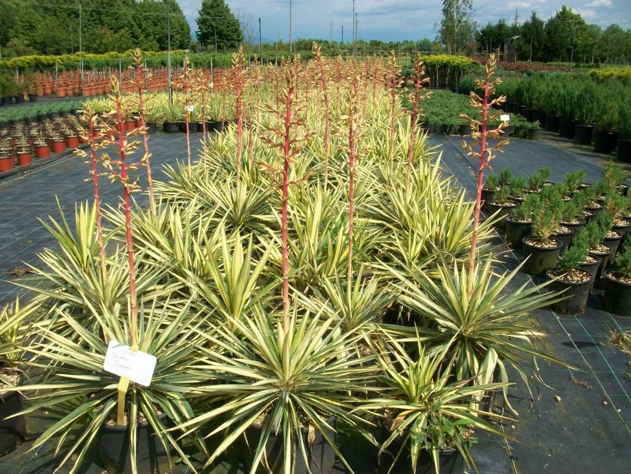 Юкка нитчатая Вариегата