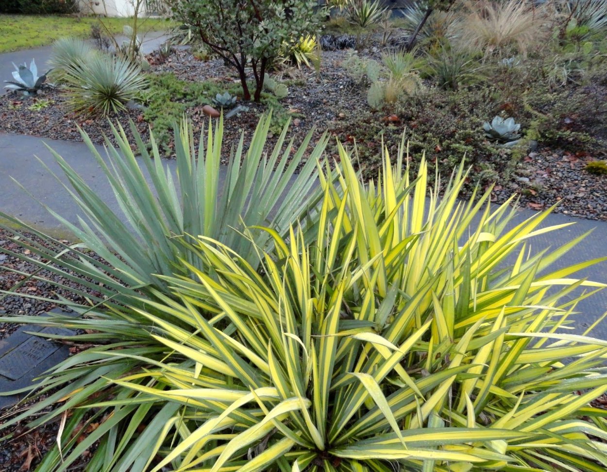 Юкка Садовая филаментоза