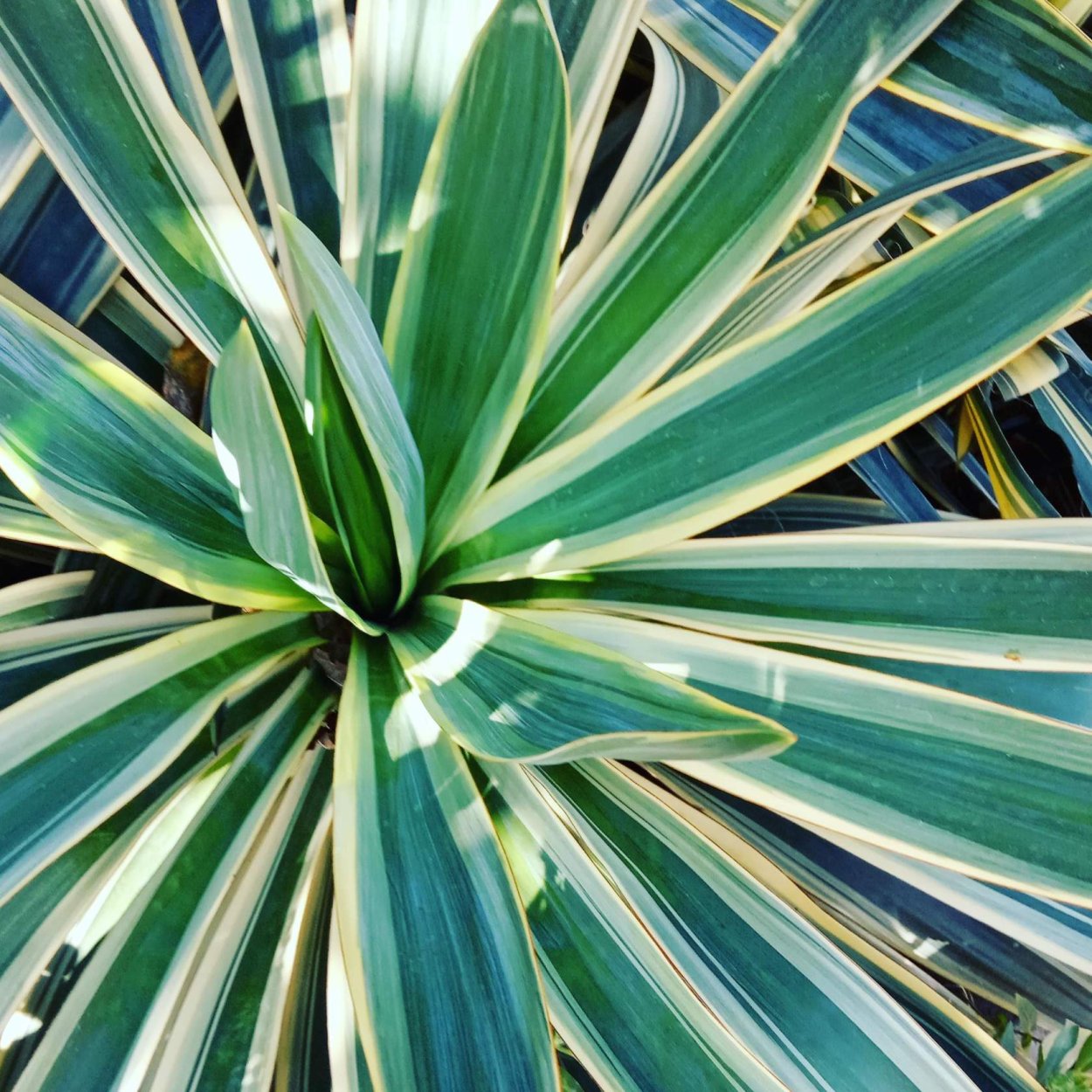 Юкка вариегатная