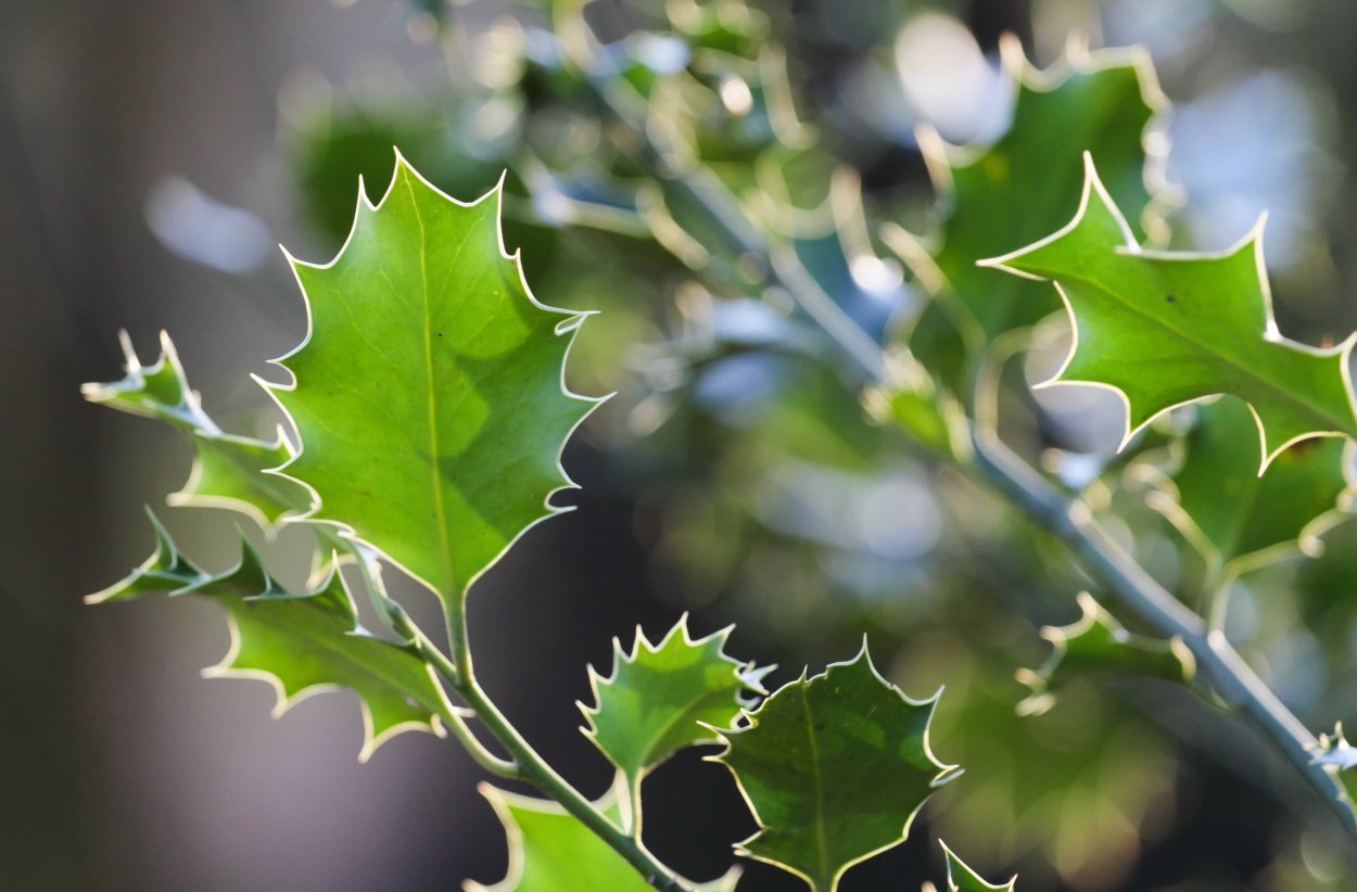 Падуб остролистный Казанова