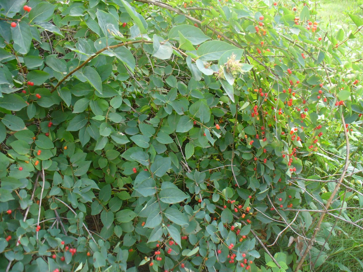 Жимолость с колючими ветками