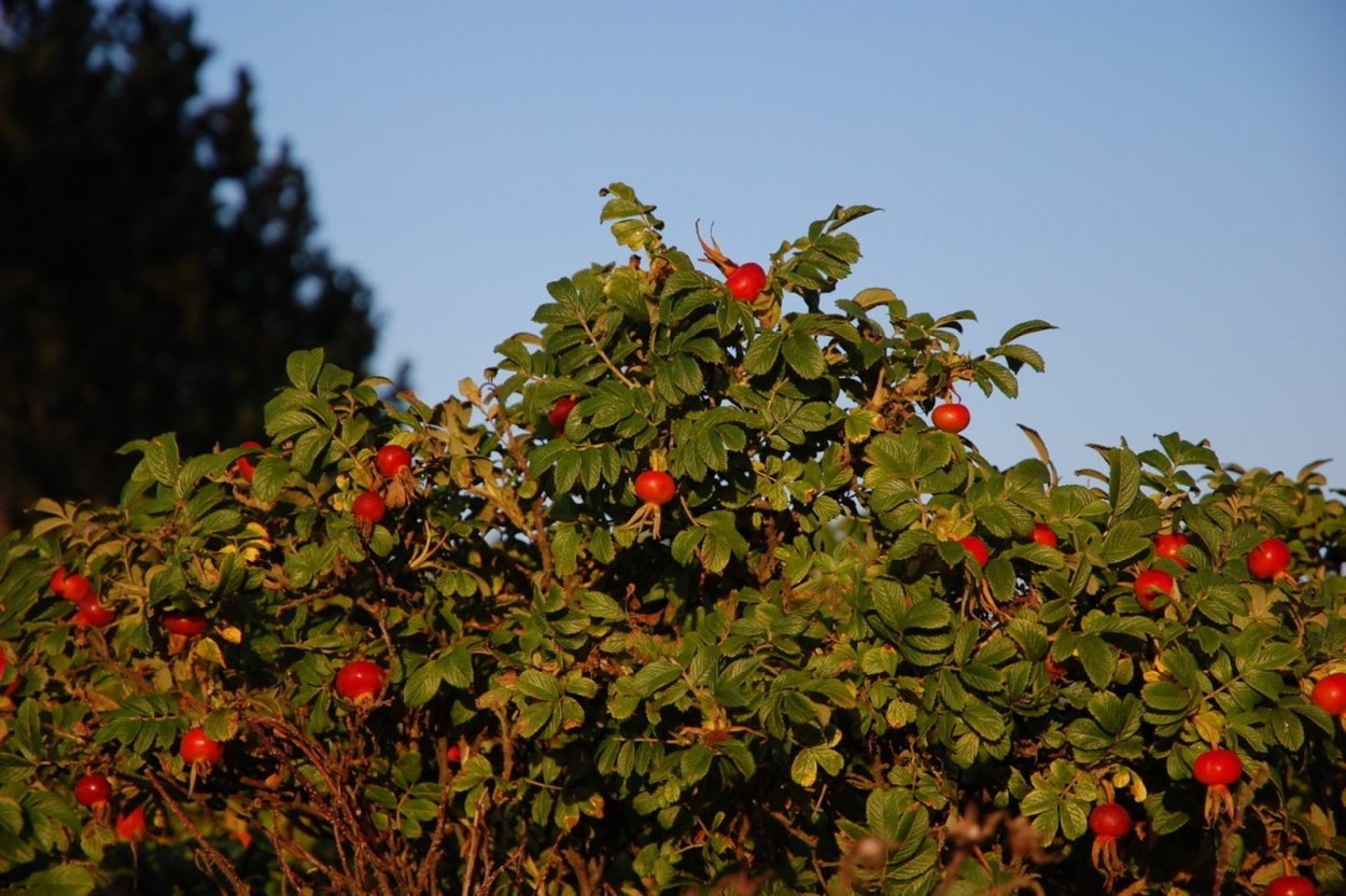 Шиповник обыкновенный куст