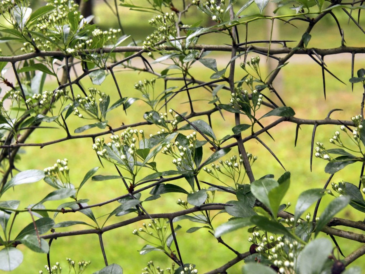 Колючая Живая изгородь Терновник