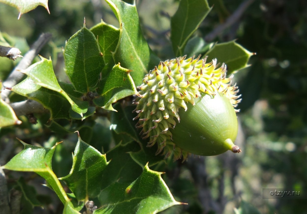 Кустарник с колючками