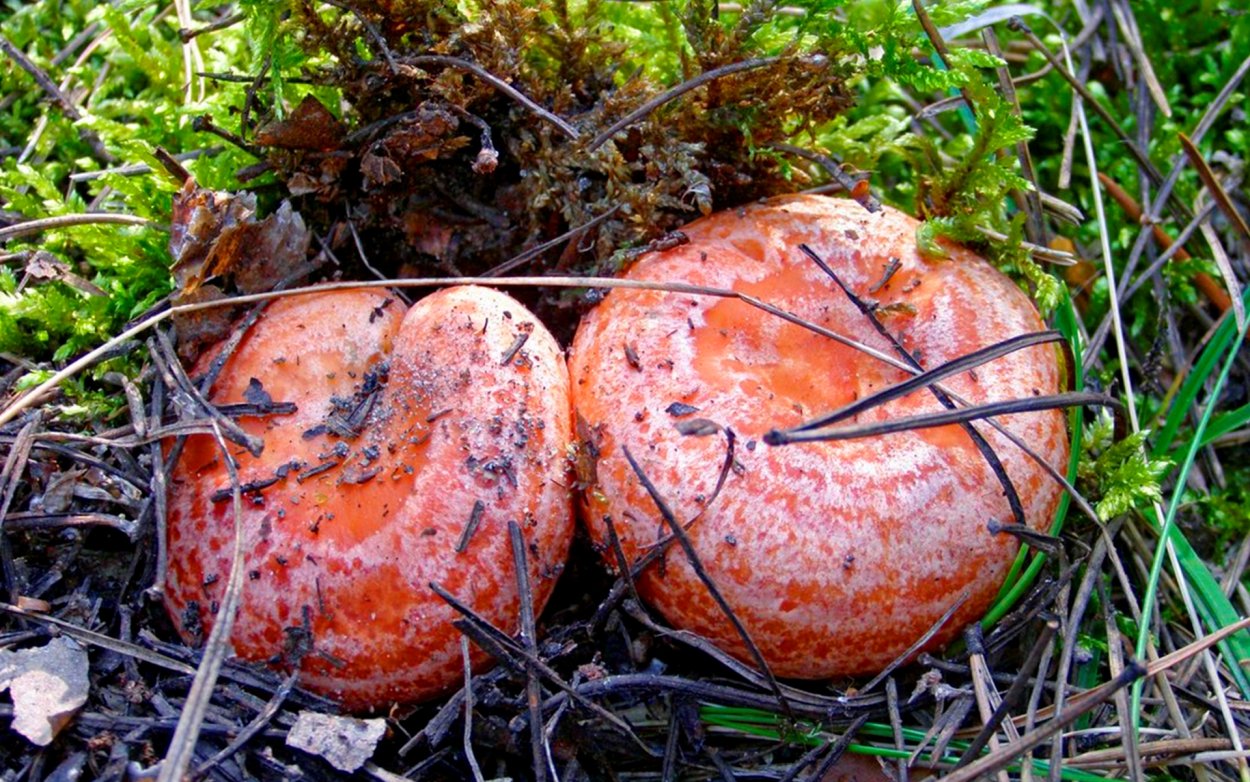 Царский гриб Рыжик