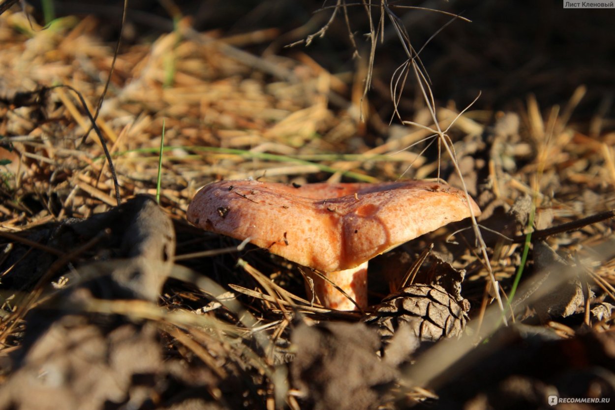 Грибы Рыжик деликатесный