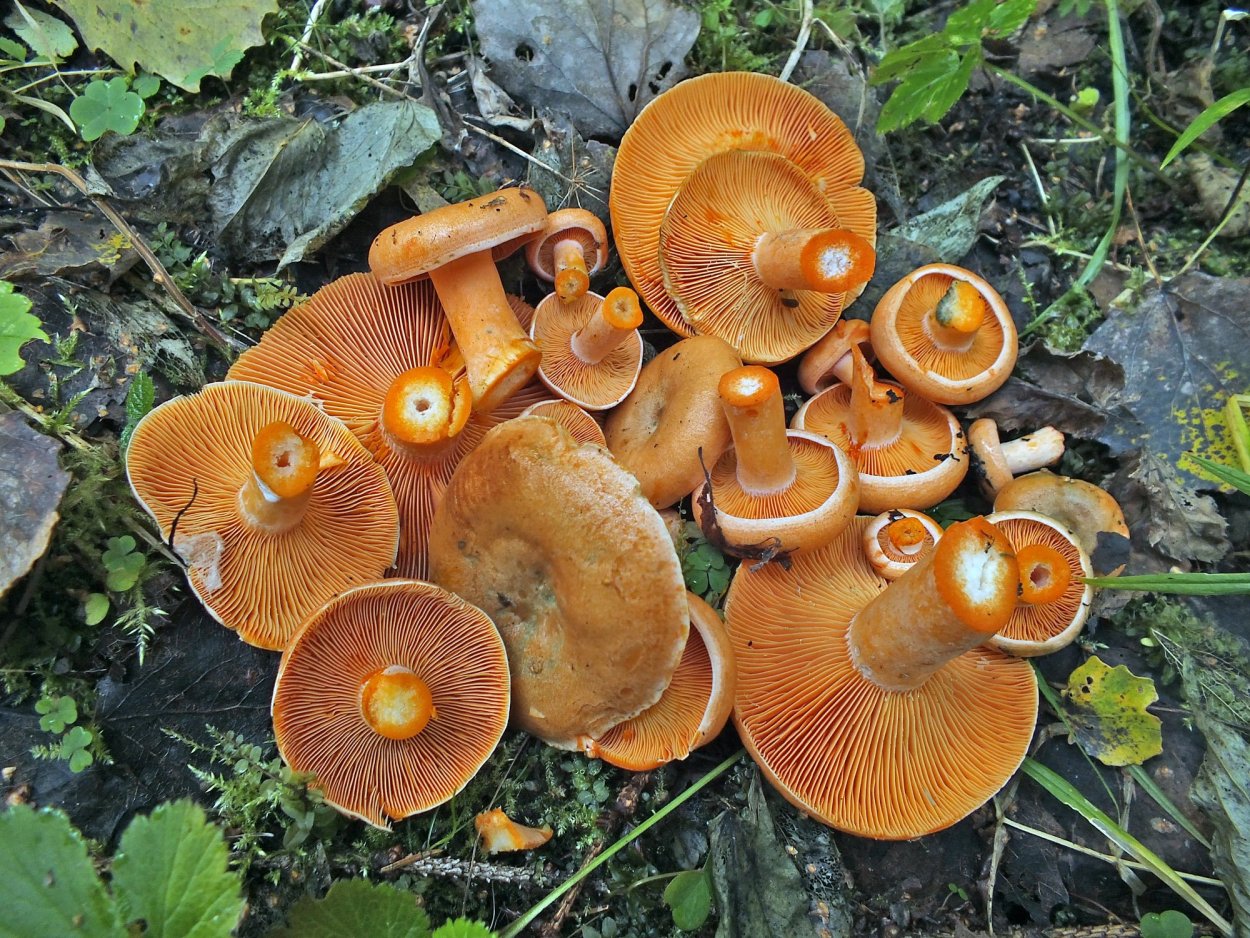 Рыжик Сосновый/Боровой (Lactarius deliciosus);