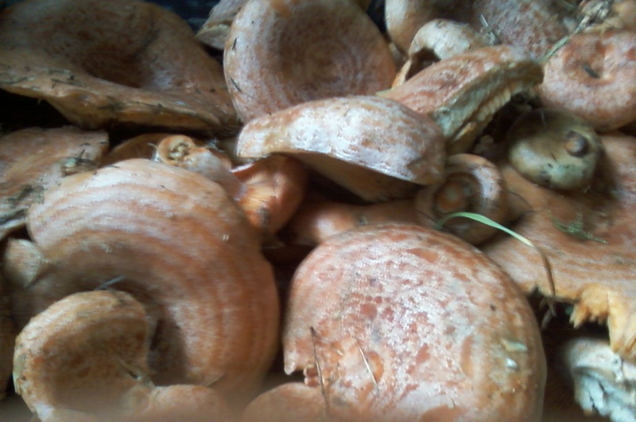 Царский гриб Рыжик