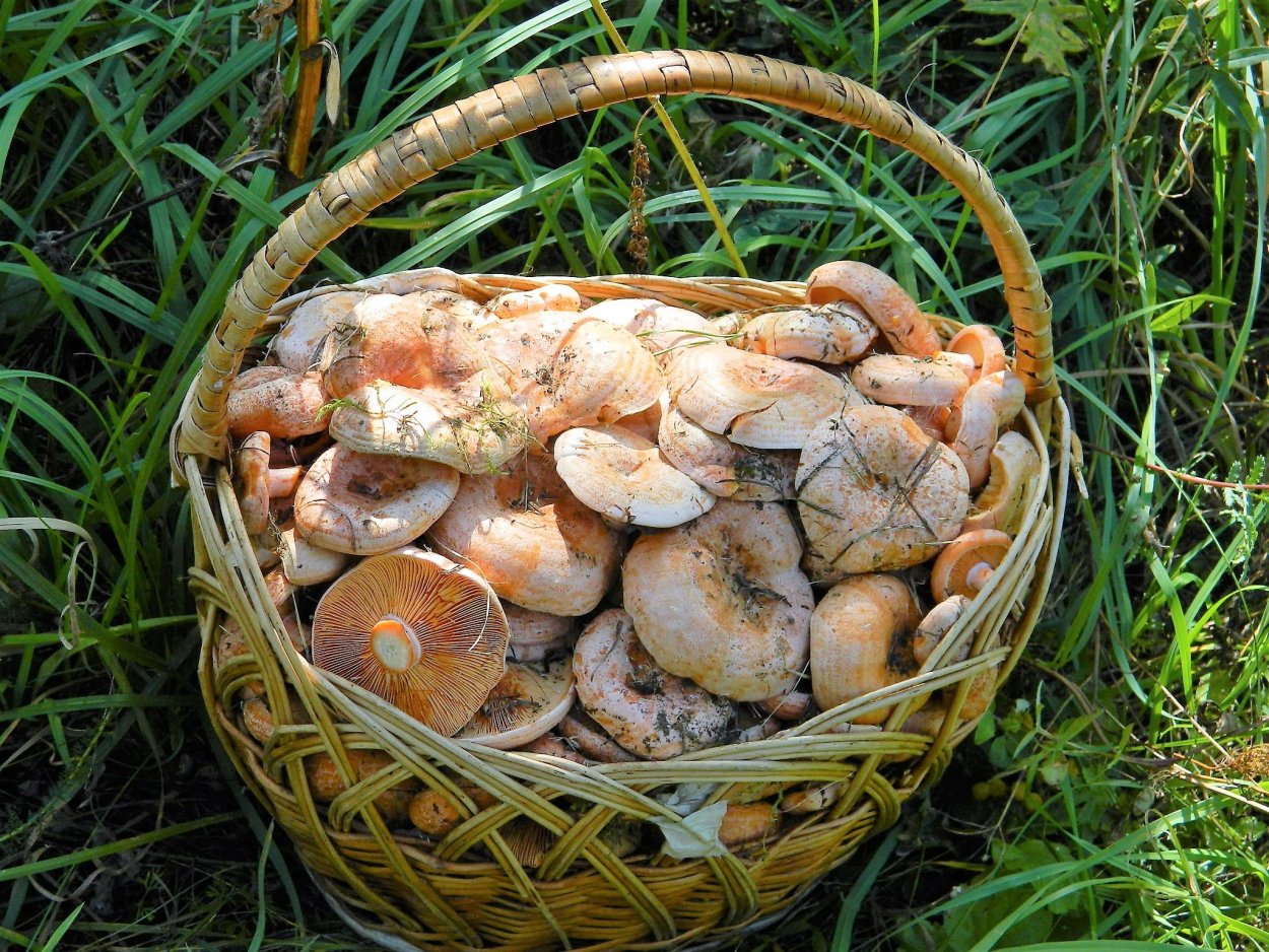 Рыжик Сосновый/Боровой (Lactarius deliciosus);