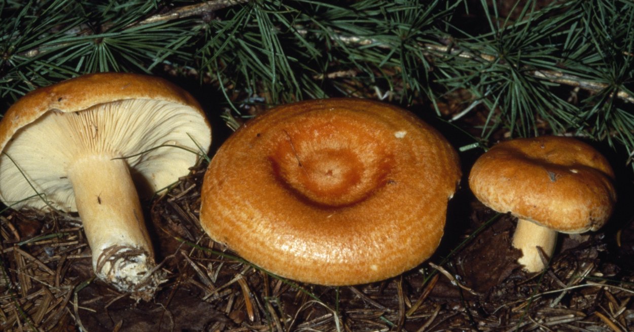 Рыжик Сосновый/Боровой (Lactarius deliciosus);