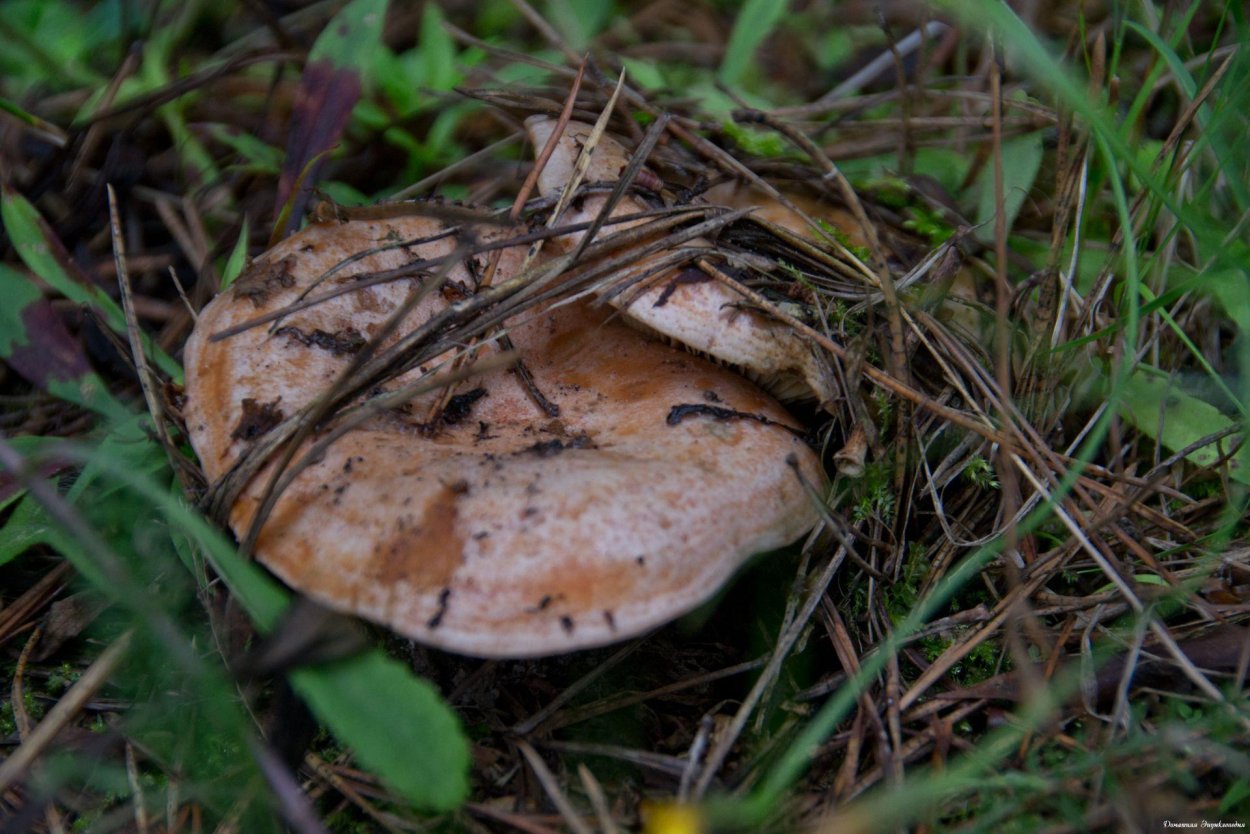 Млечник Рыжик гриб