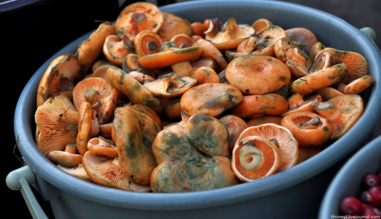 Lactarius circellatus