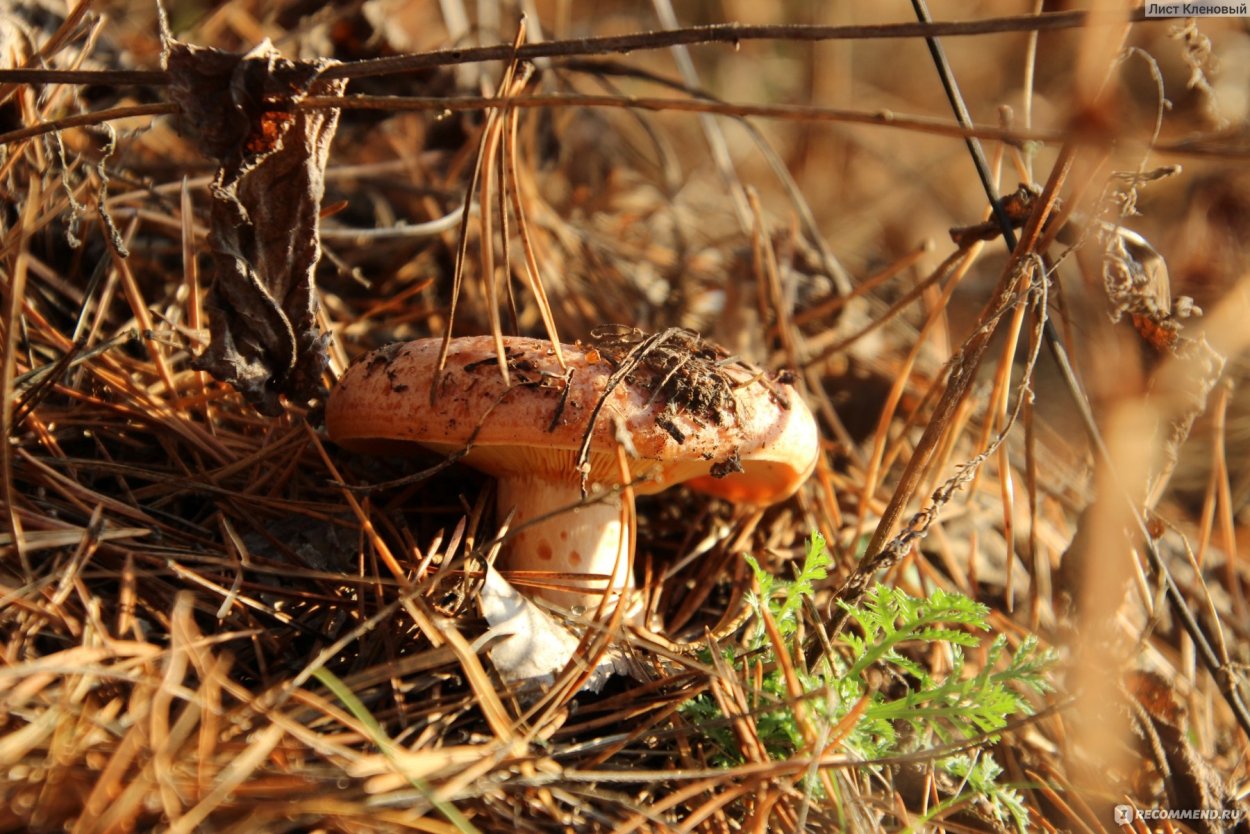 Млечник неедкий оранжевый
