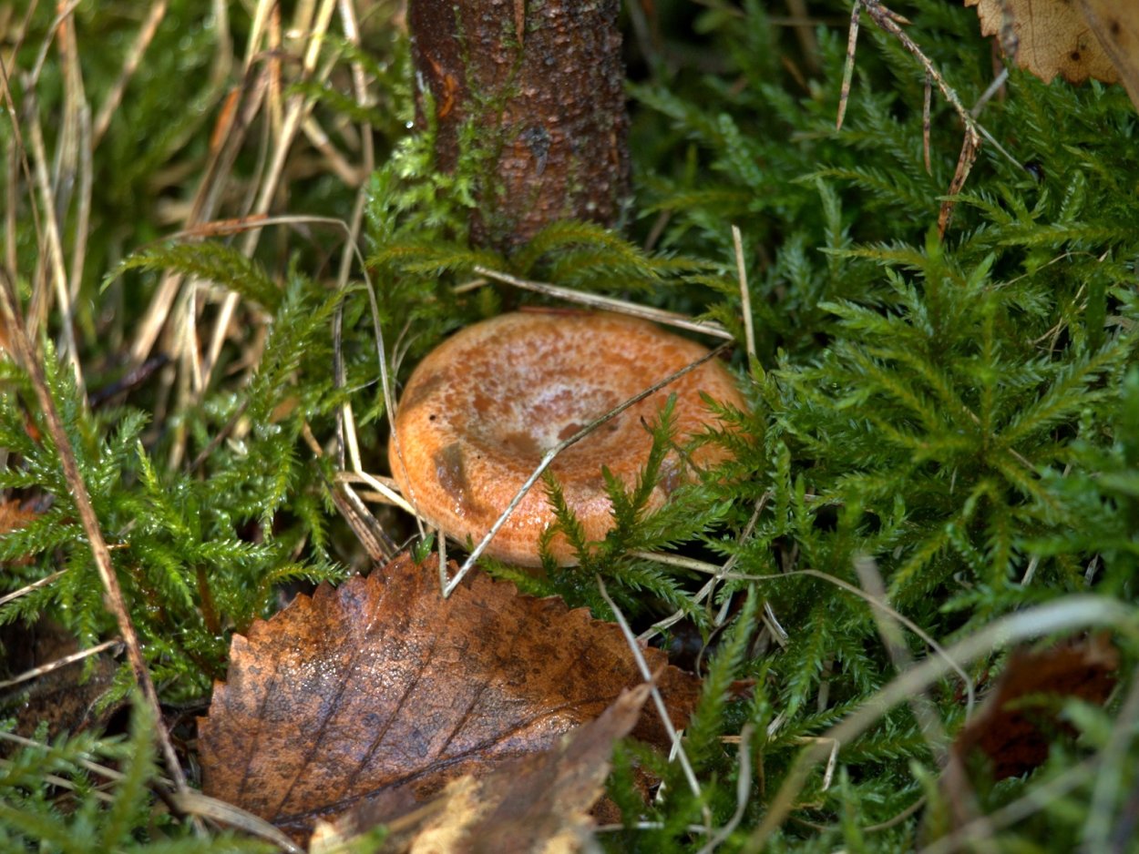 Рыжик Боровой и еловый