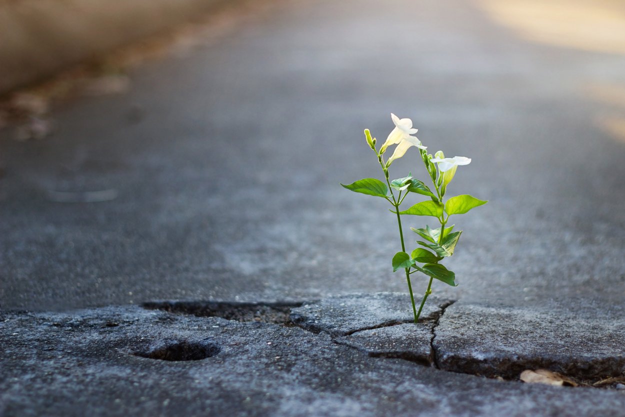 Росток iz kamnya