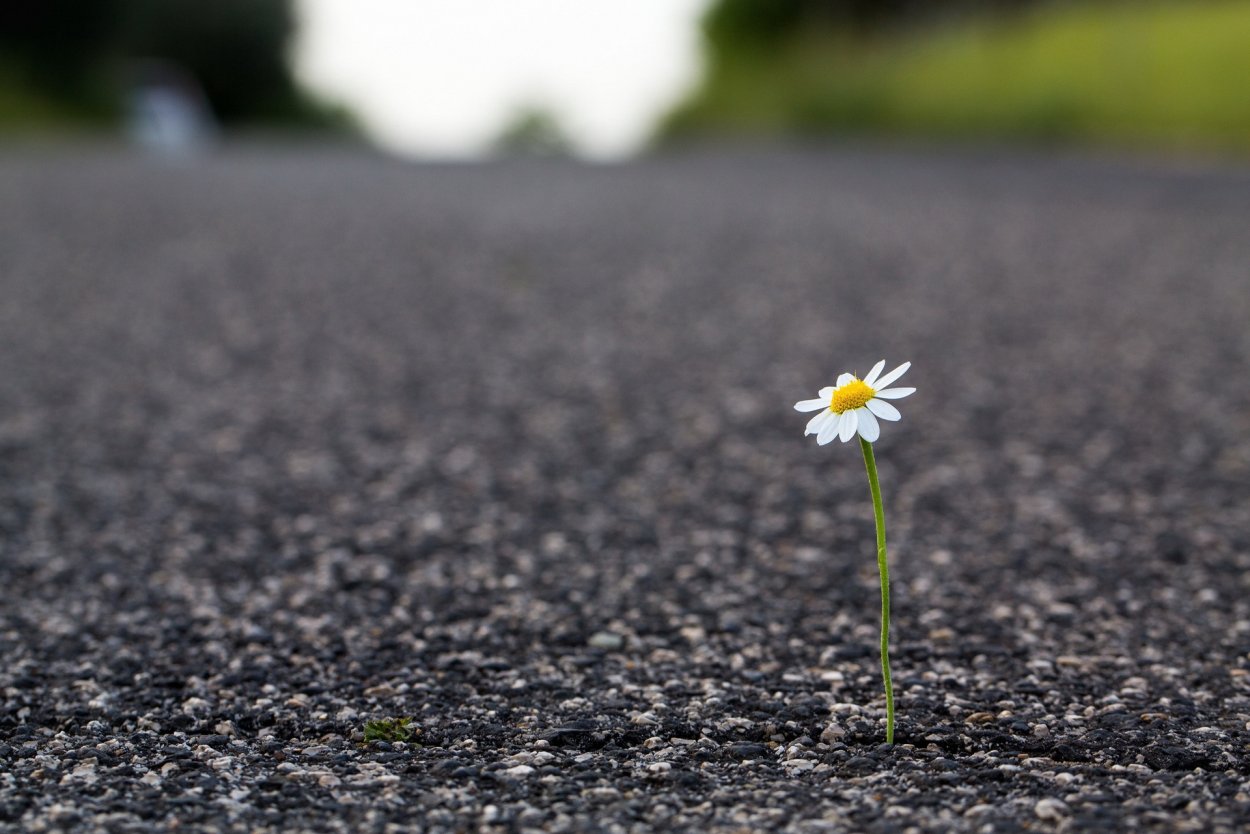 Растение сквозь асфальт