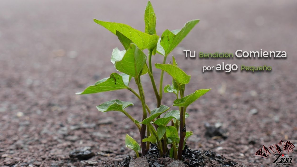 Пробивающийся Росток из под земли