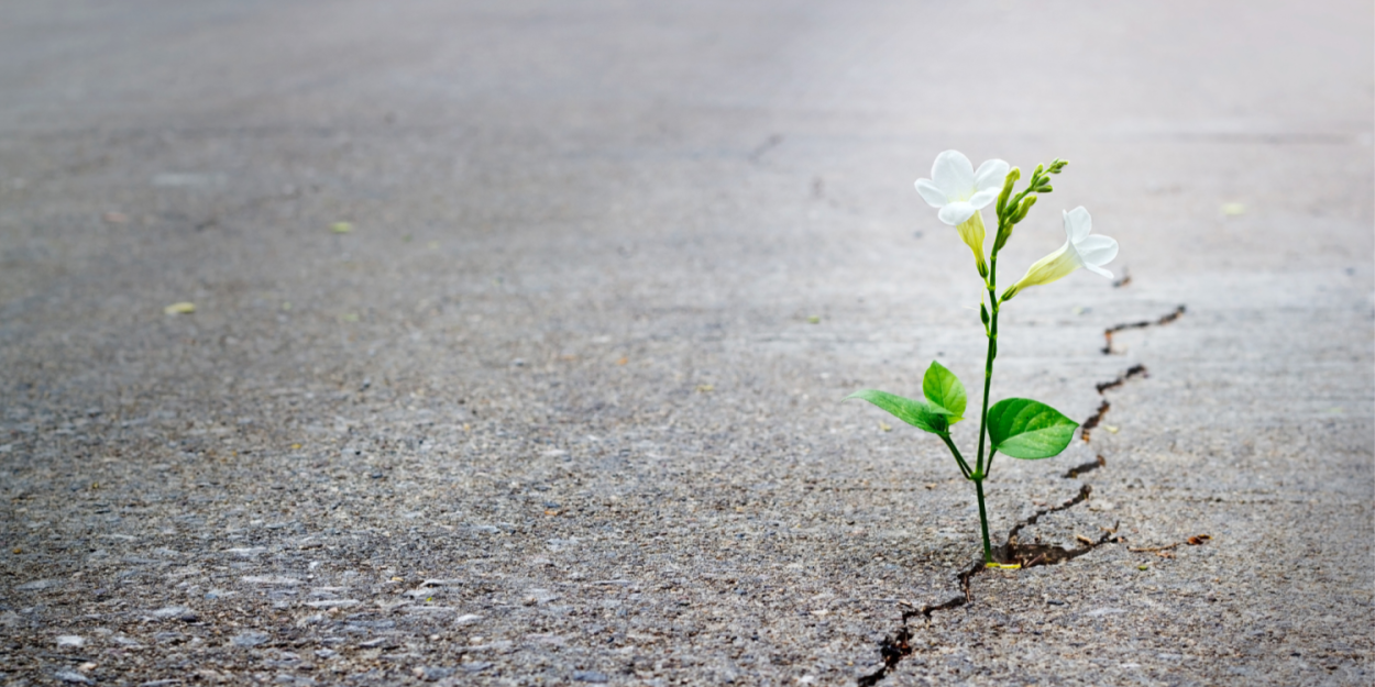 Росток через асфальт