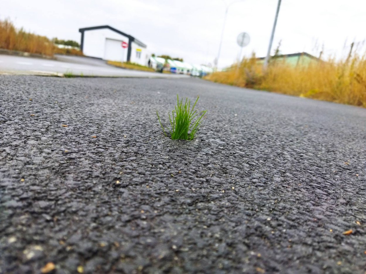 Grass on Asphalt