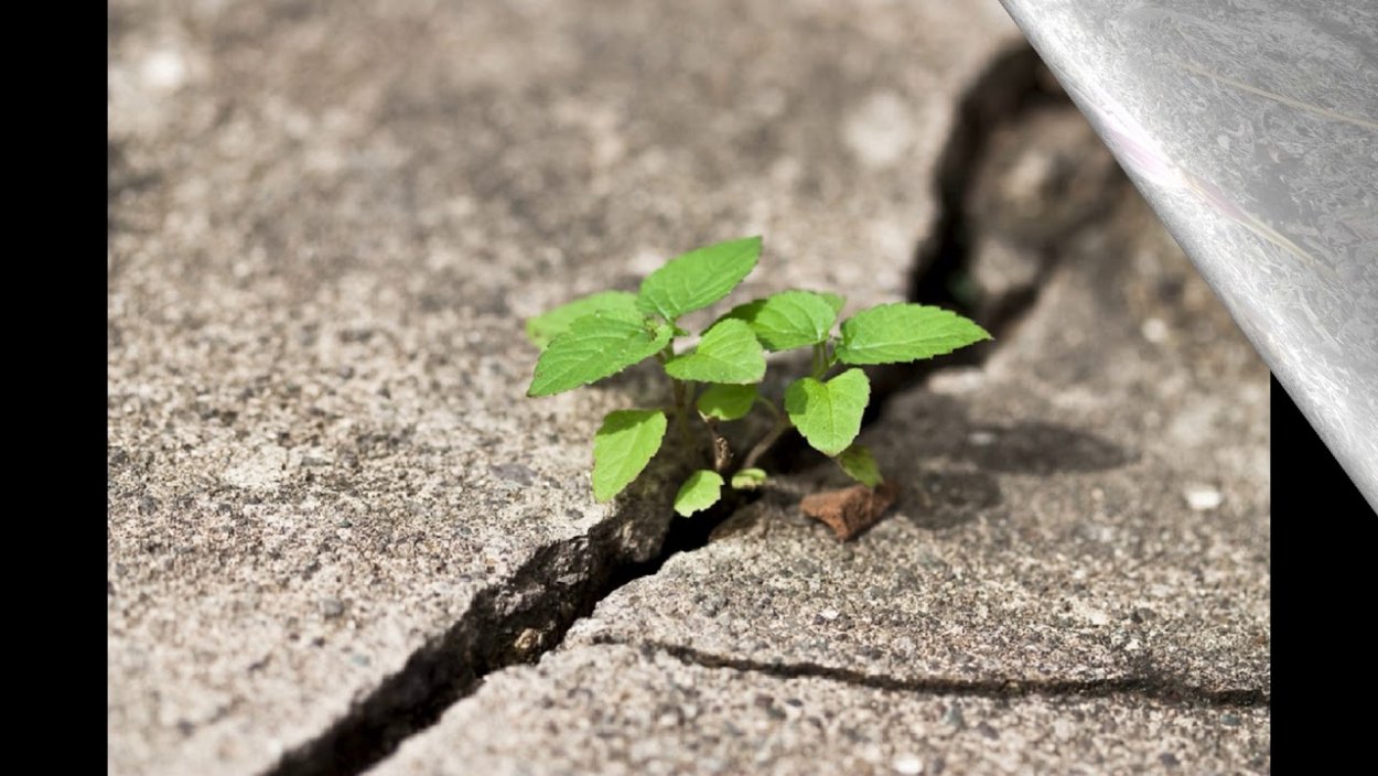 Росток пробивается сквозь асфальт