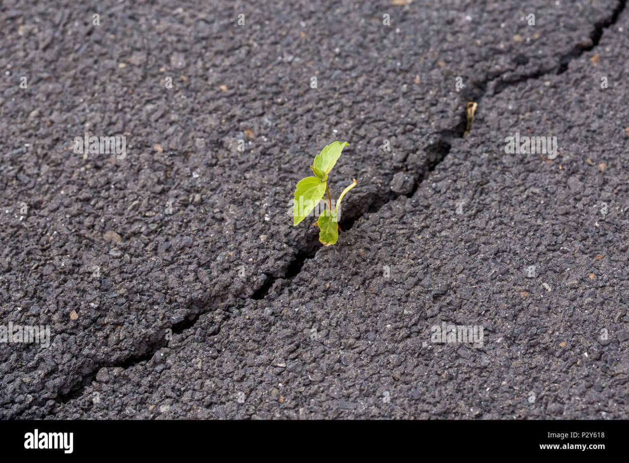 Трава прорастает сквозь асфальт
