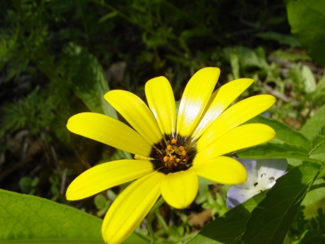 Желтые цветы с коричневой серединкой