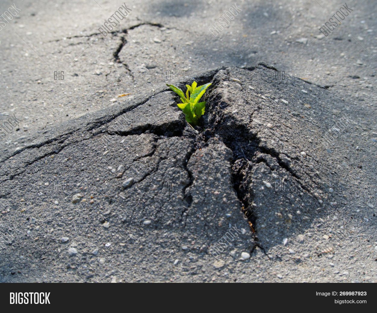 Росток сквозь асфальт