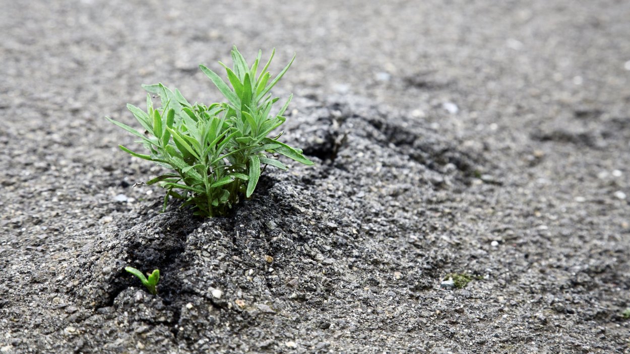 Трава из под асфальта
