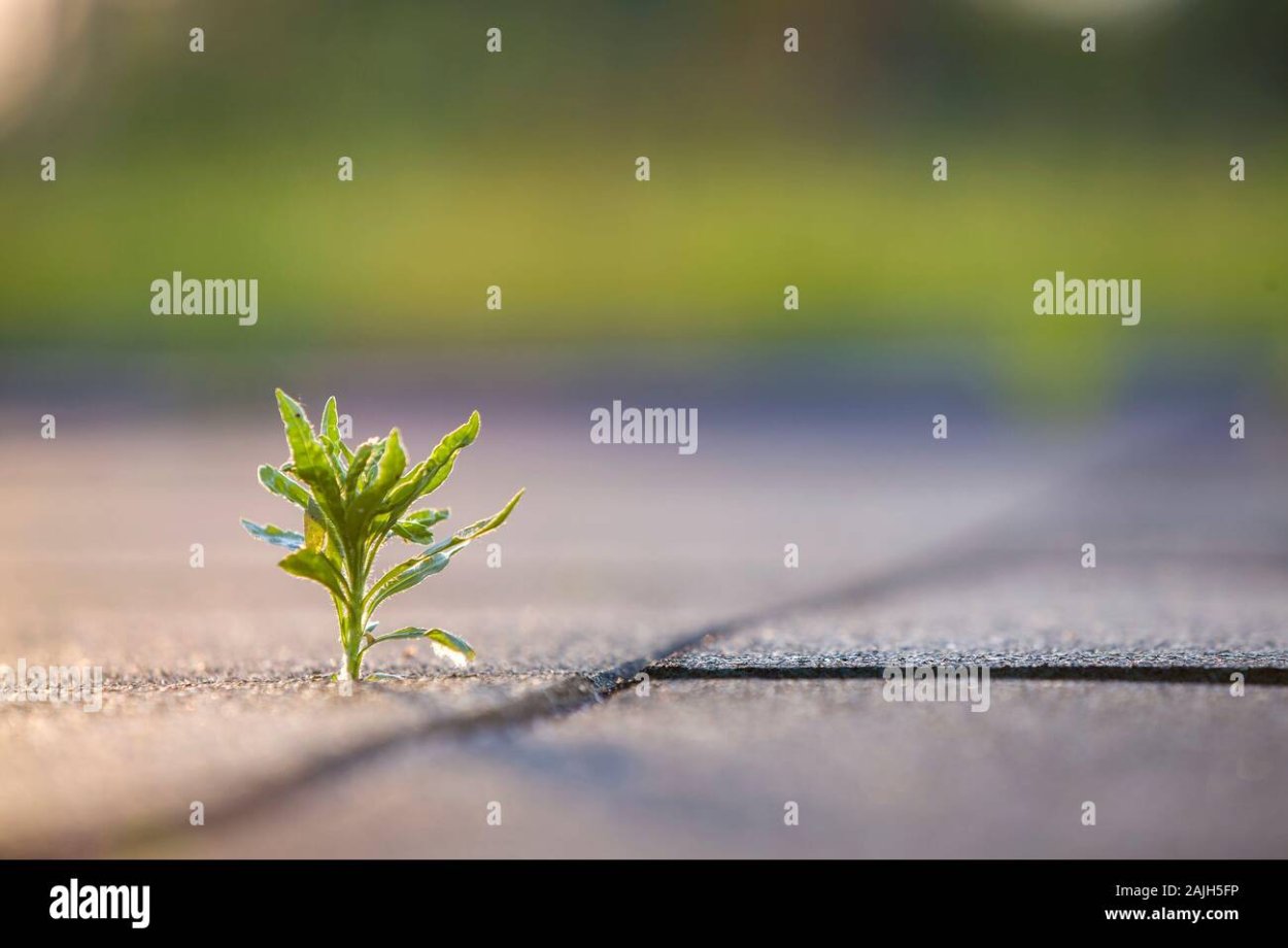 Трава из асфальта