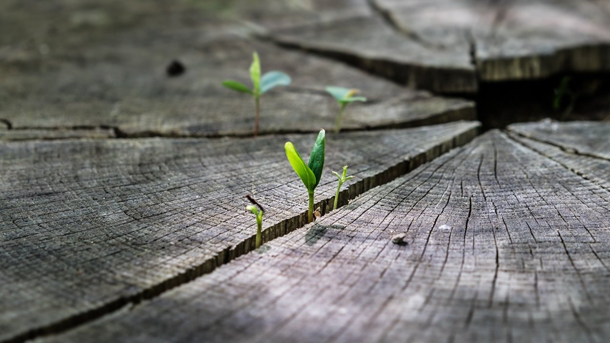Трава сквозь асфальт