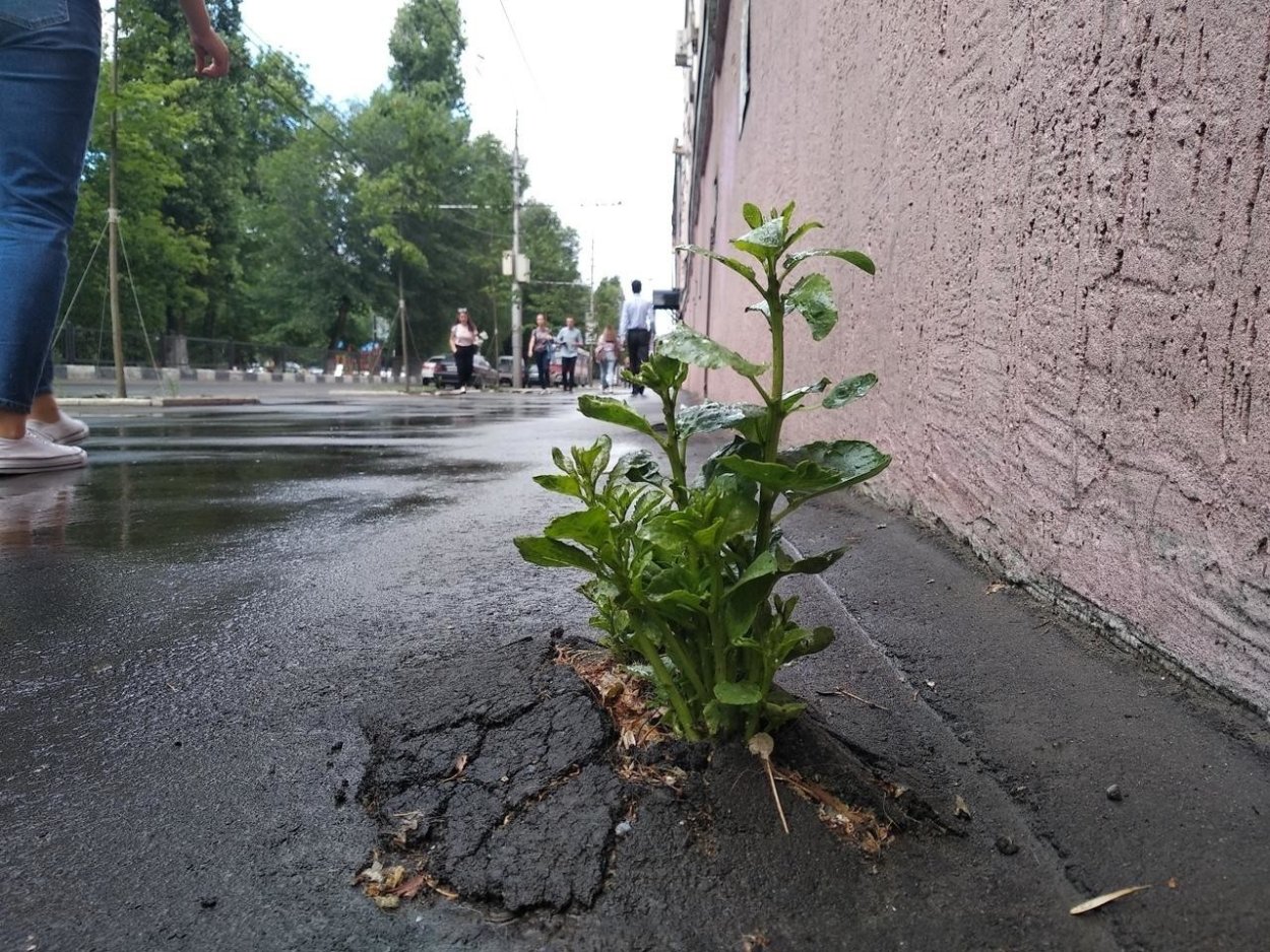 Цветок растет из асфальта