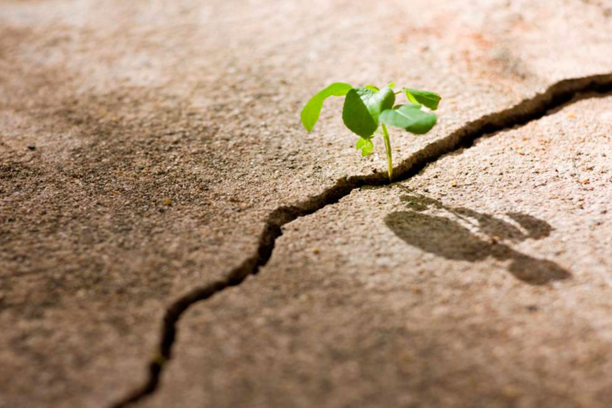 Сквозь асфальт